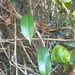 Aristolochia laheyana - Photo (c) Luis Webber, todos los derechos reservados, uploaded by Luis Webber