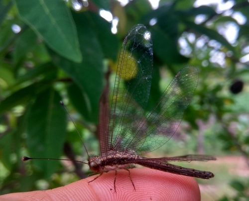 Amoea chlorops
