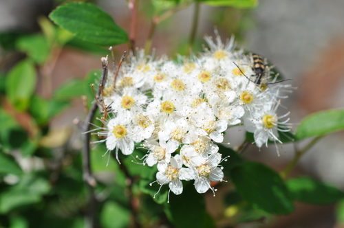 Russian Spirea