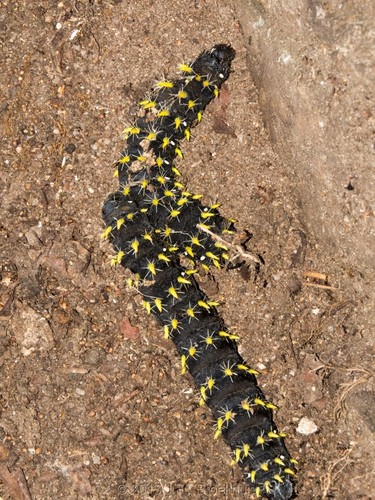 Nudaurelia petiveri