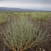 Artemisia xerophytica - Photo (c) Gundegmaa Vanjil, all rights reserved, uploaded by Gundegmaa Vanjil