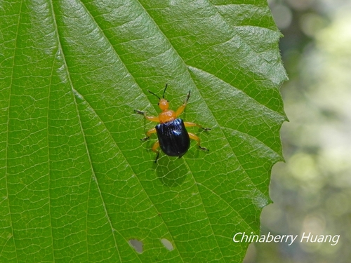 Tomapoderus coeruleipennis · iNaturalist