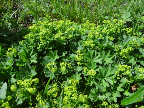 Alchemilla cyrtopleura