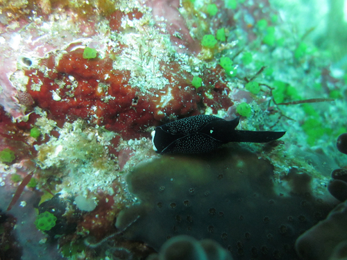 Headband Headshield Slug — seen at this dive site