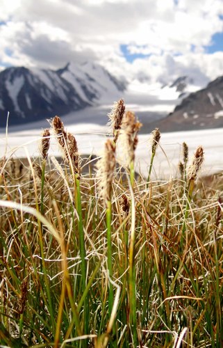 Siberian bog sedge (Kobresia sibirica)