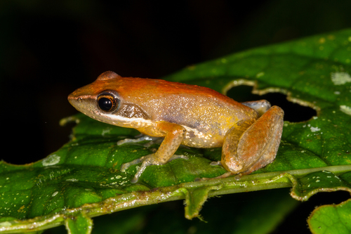 Moramanga Madagascar Frog