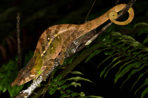Malthe's Green-eared Chameleon