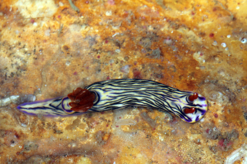 Zephyr Hypselodoris — seen at this dive site