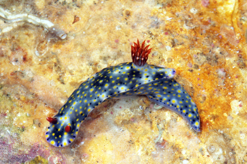 Hypselodoris roo — seen at this dive site