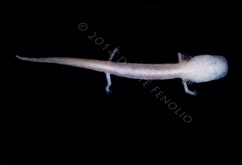 Cascade Caverns Salamander