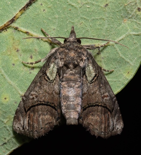 Paectes pygmaea Hübner, 1818
