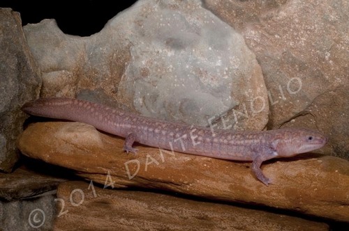 West Virginia Spring Salamander