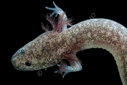 Cascade Caverns Salamander