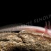 Georgia Blind Salamander - Photo (c) Danté Fenolio, all rights reserved, uploaded by Danté Fenolio