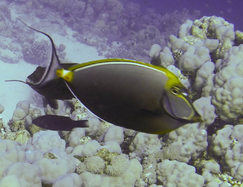 Elegant Unicornfish