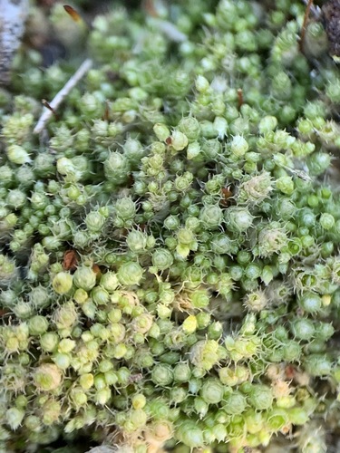 Bryum lanatum