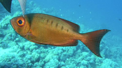 Crescent-tail Bigeye