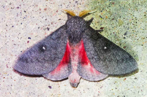 Hubbard's Silk Moth