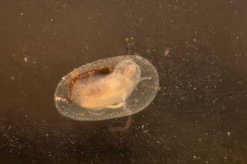 American lake limpet