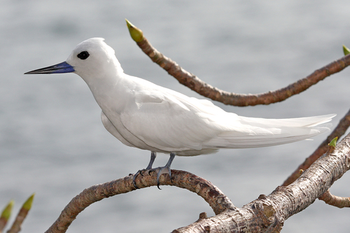 Blue-billed White-tern