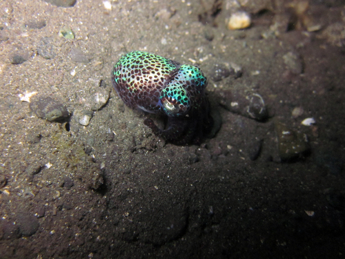 Berry's Bobtail — seen at this dive site