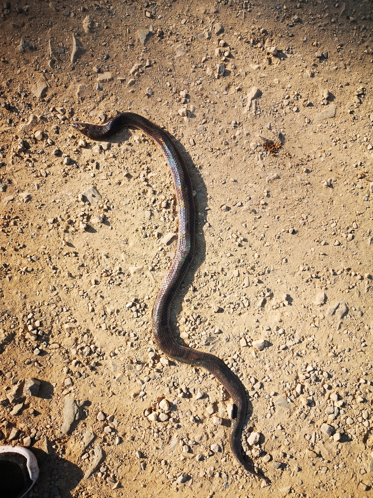 Asian Sunbeam Snake From Lat Krabang Th Bm Th On January At