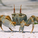 Horned Ghost Crab - Photo (c) gernotkunz, all rights reserved, uploaded by gernotkunz
