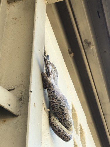 Chilabothrus angulifer