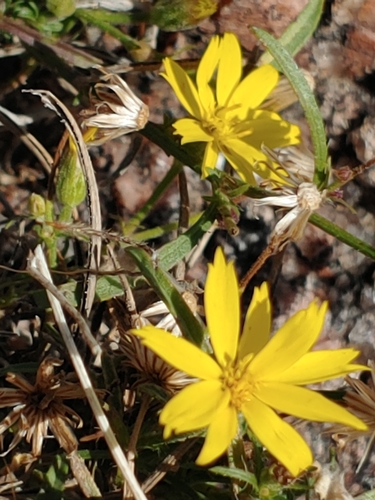 Croptilon hookerianum var. graniticum