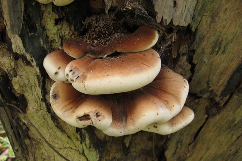 Resinous Polypore