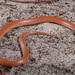 Coastal Dunes Crowned Snake - Photo (c) Jake Scott, all rights reserved, uploaded by Jake Scott