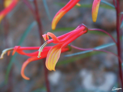 Sierra Madre lobelia
