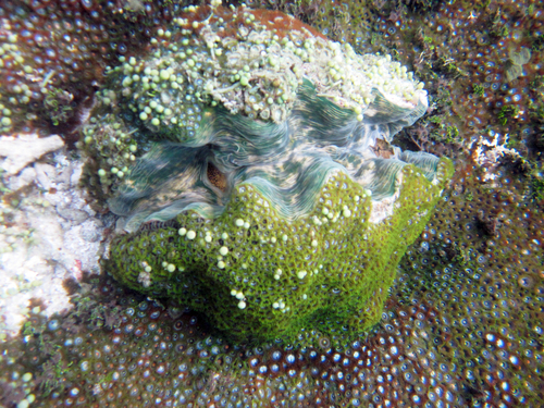 Bear Paw Clam — seen at this dive site