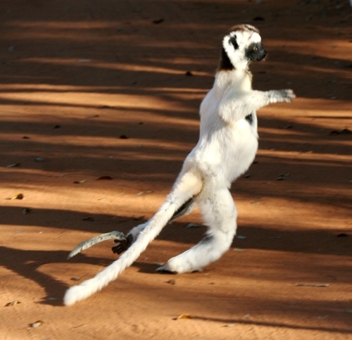 Verreaux's Sifaka