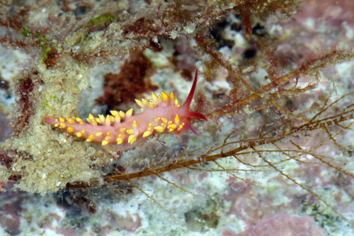 Porites-eating Nudibranch — seen at this dive site