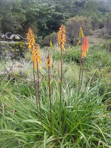 Kniphofia thomsonii