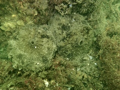 Dolabella auricularia image