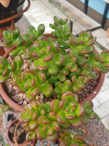 Sedum lucidum