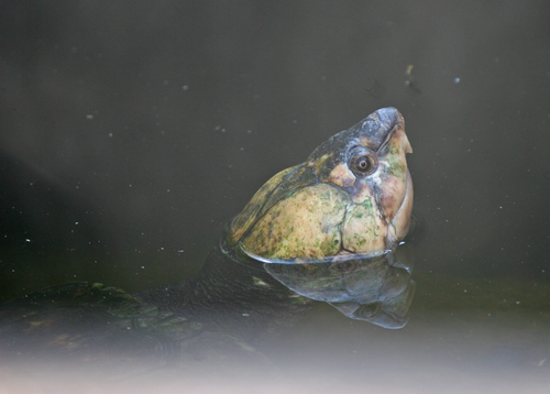 Madagascar Big-headed Turtle