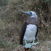 Brewster's Brown Booby - Photo (c) Dennis Coleman, all rights reserved