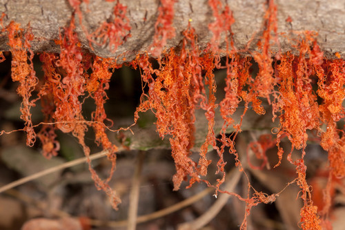 Cytospora chrysosperma (Pers.) Fr.