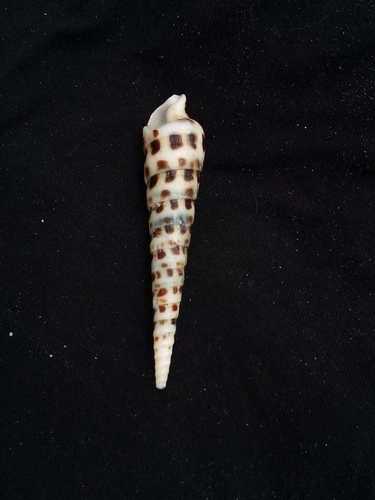 Terebra formosa
