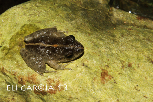 Palenque Robber Frog