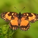 Mariposa de Parche Bordeado Sudemaricano - Photo (c) andersonwarkentin, todos los derechos reservados, subido por andersonwarkentin