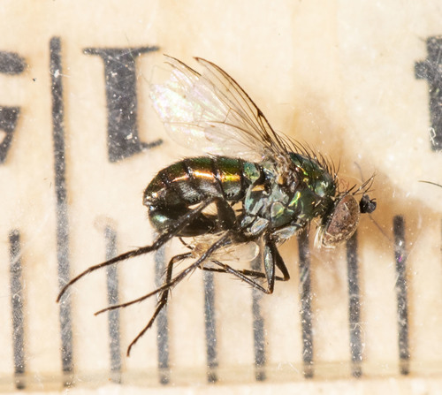 Dolichopus detersus