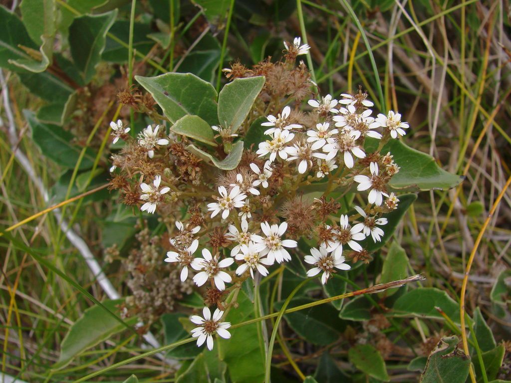 Common tree daisy from Arthur's Pass area, New Zealand on March 02