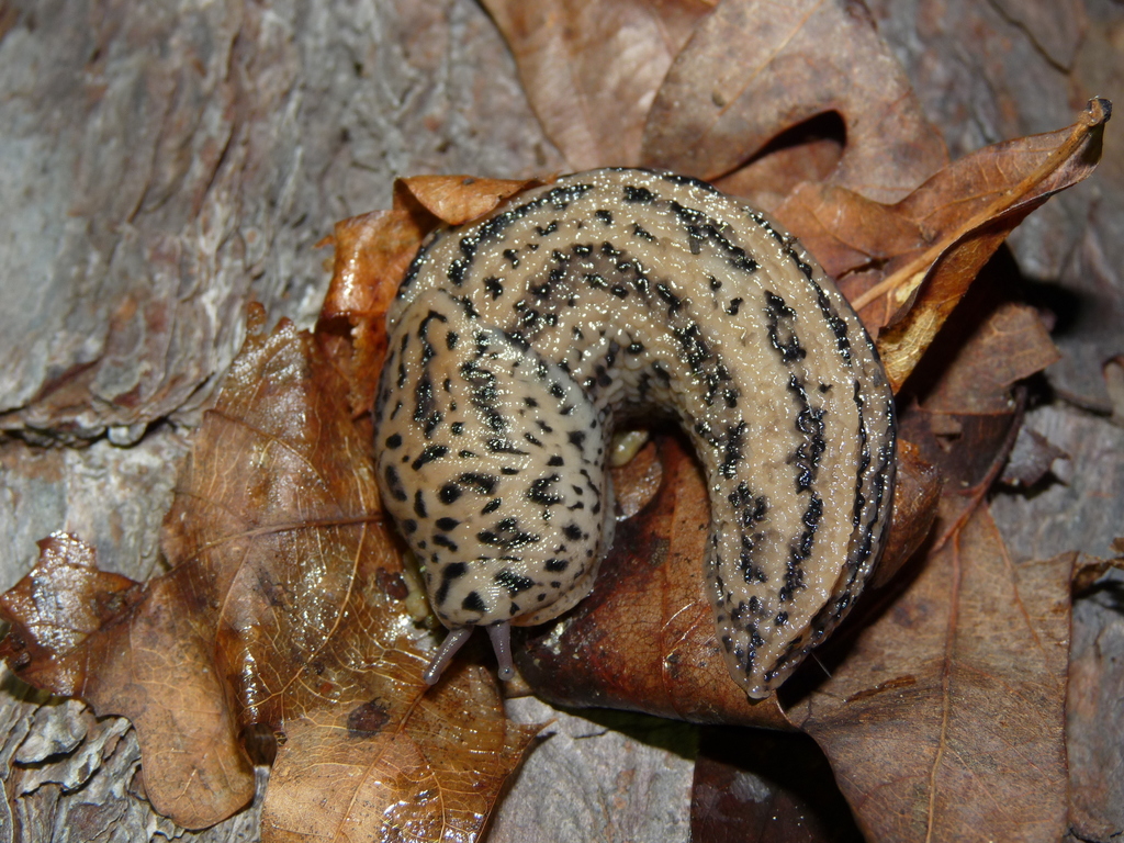 Leopard Slug from Smyth County, VA, USA on July 18, 2018 at 08:38 PM by ...