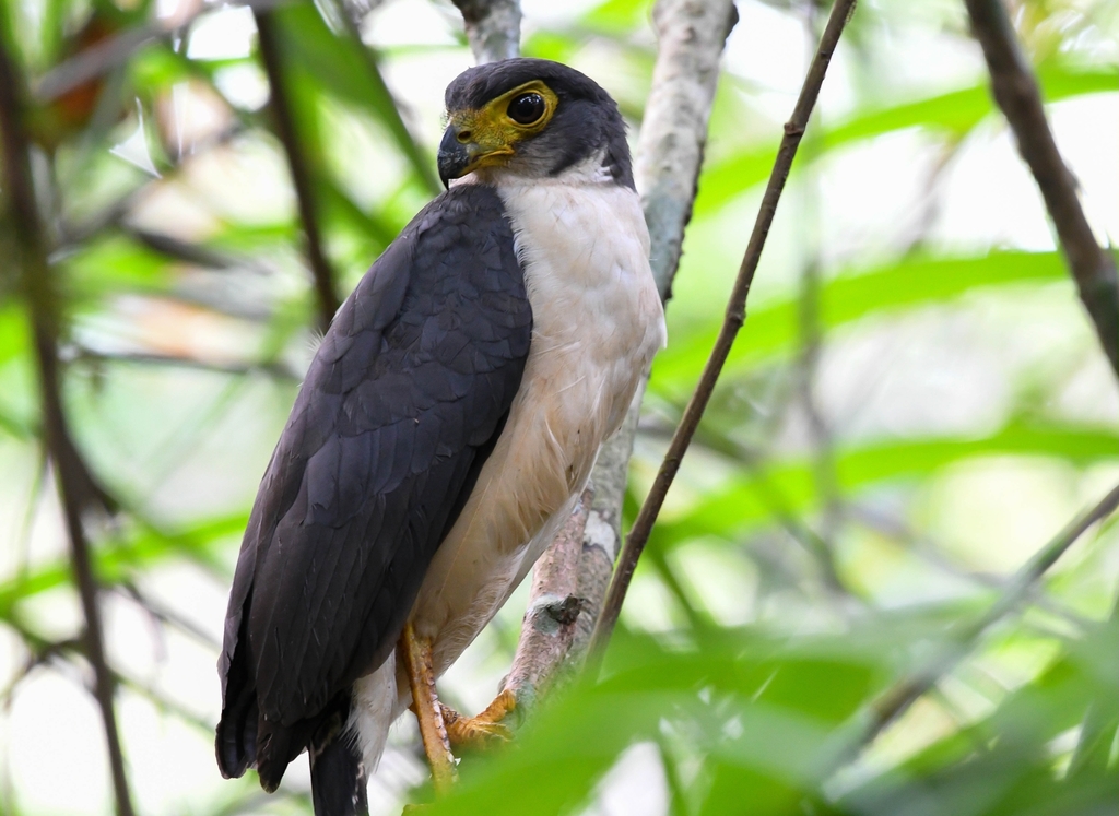 Slaty-backed Forest-Falcon (Micrastur mirandollei) photo