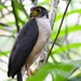Slaty-backed Forest-Falcon - Photo (c) Josanel Sugasti, all rights reserved, uploaded by Josanel Sugasti