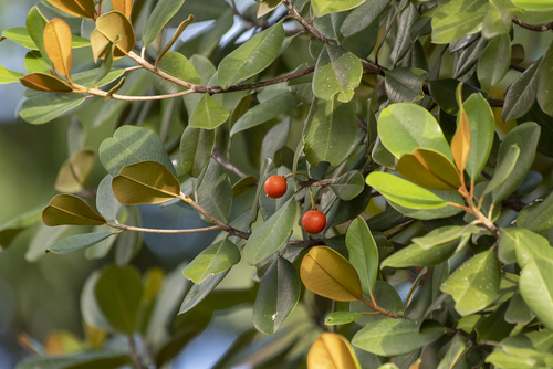 Manilkara salzmannii